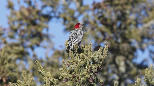 Red-bellied Woodpecker - ML537033521