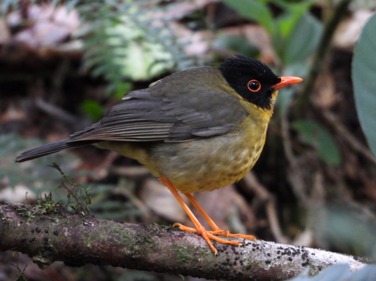 Yellow-throated Nightingale-Thrush - ML537034751