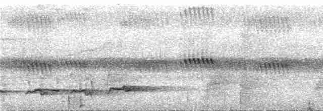 Kakameg à poitrine grise - ML537036