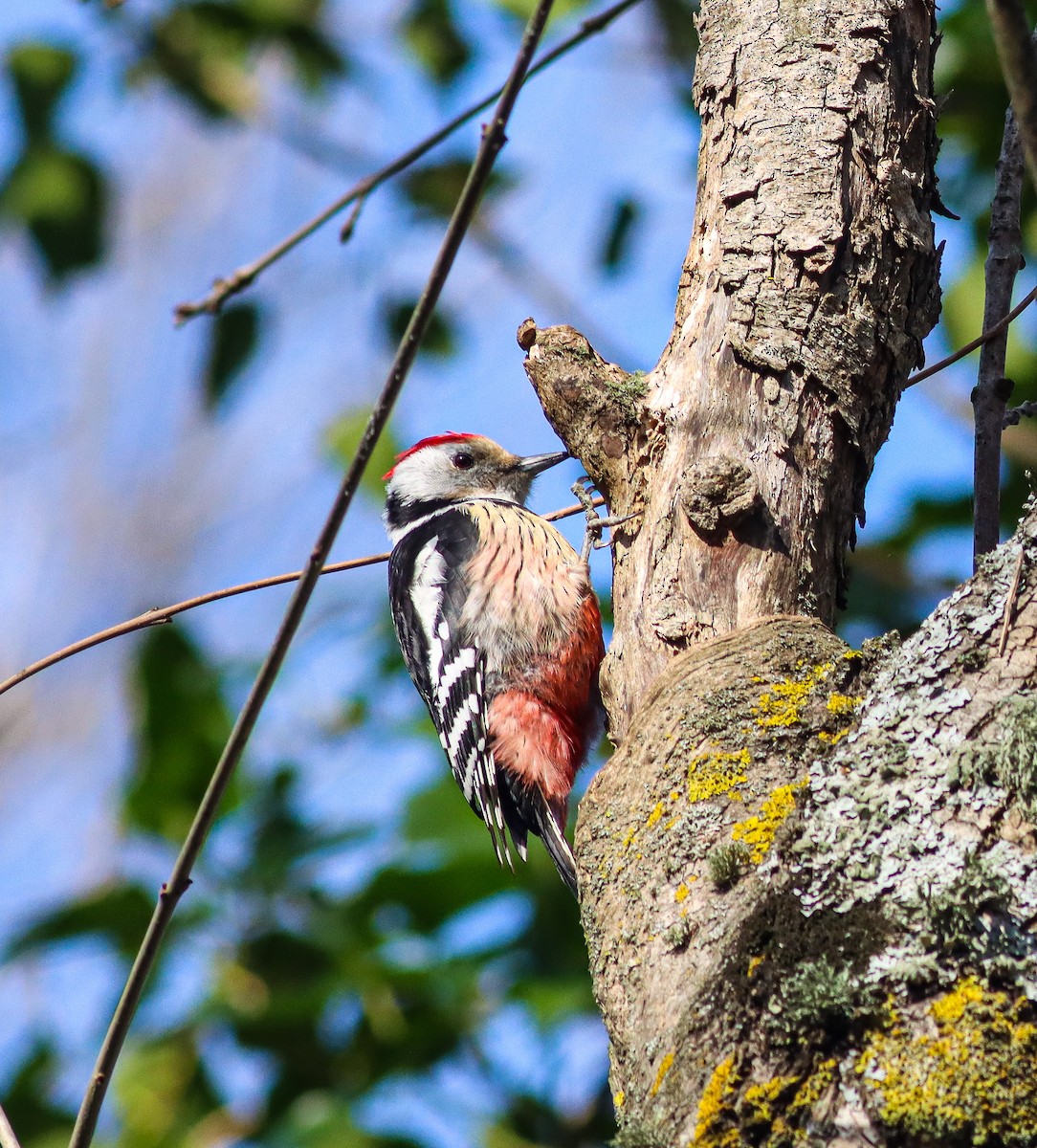 Middle Spotted Woodpecker - ML537037581