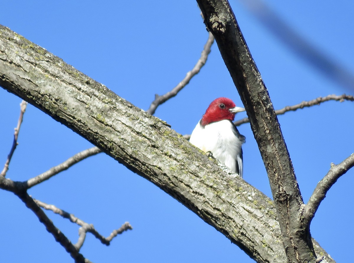 Red-headed Woodpecker - Allison Leigh