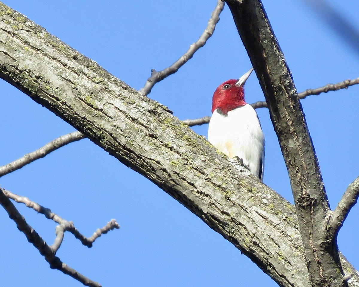 Red-headed Woodpecker - ML537041971
