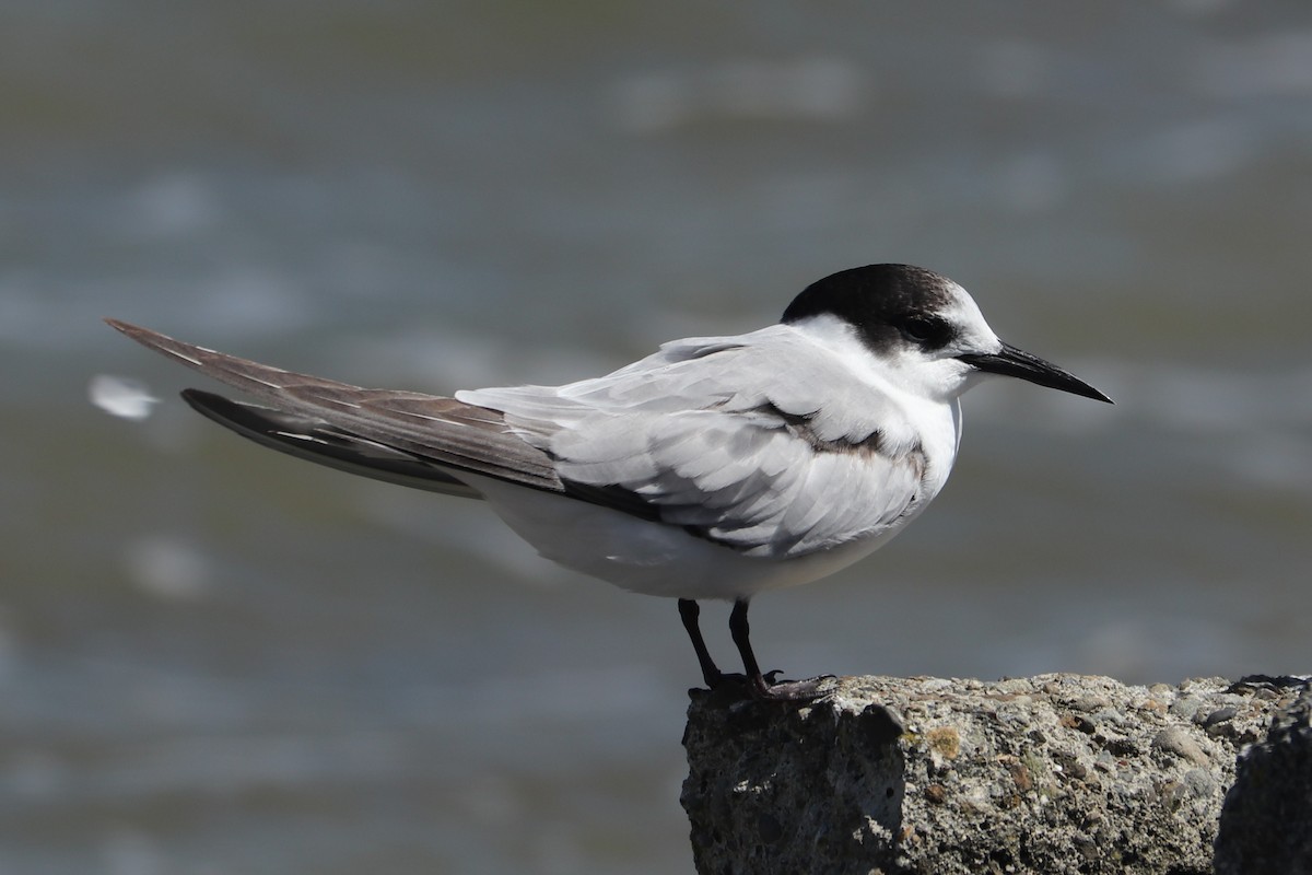 Common Tern (longipennis) - ML537047221