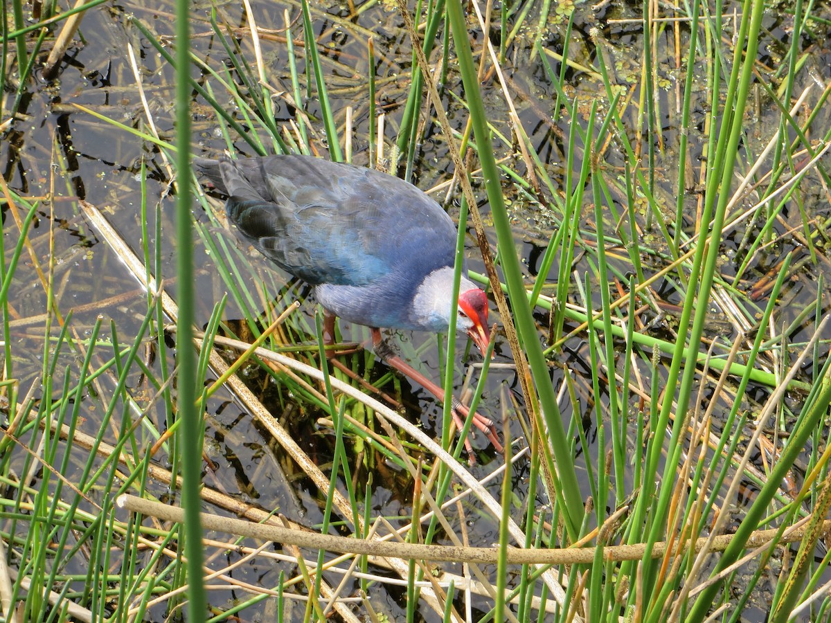 eBird Checklist 19 Feb 2023 The Celery Fields 43 species