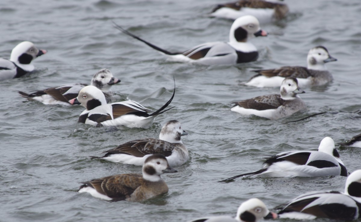 Long-tailed Duck - ML537051811