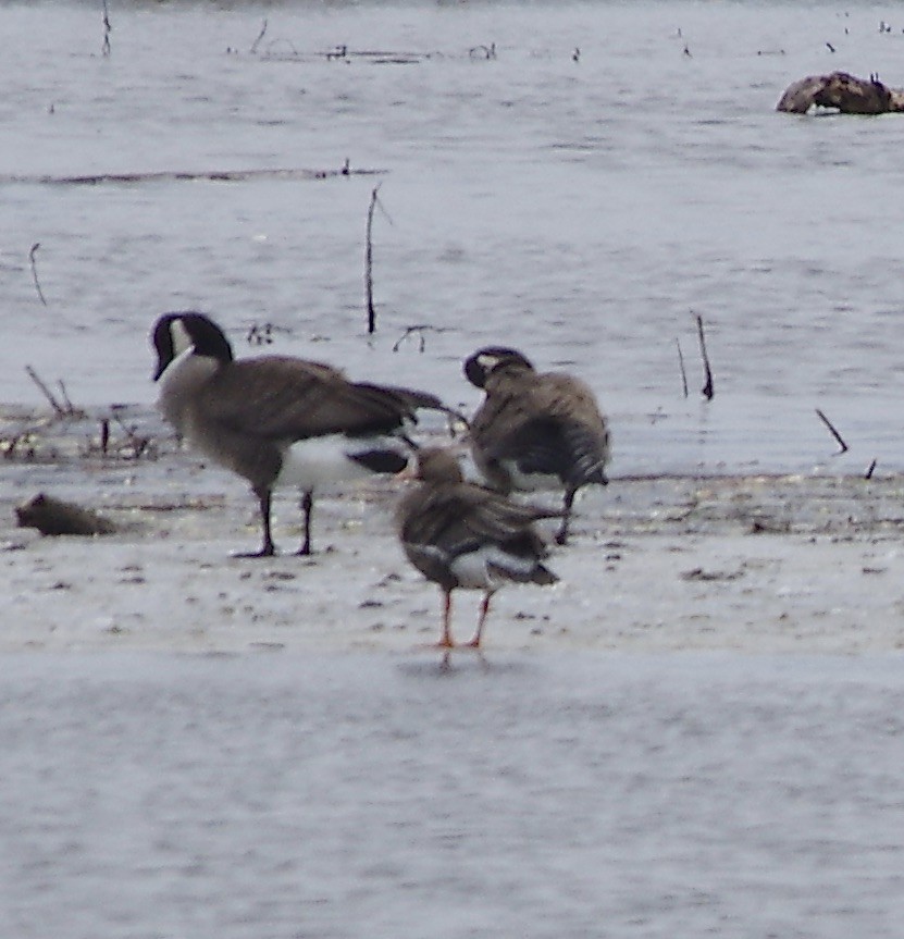 Greater White-fronted Goose - ML537052471