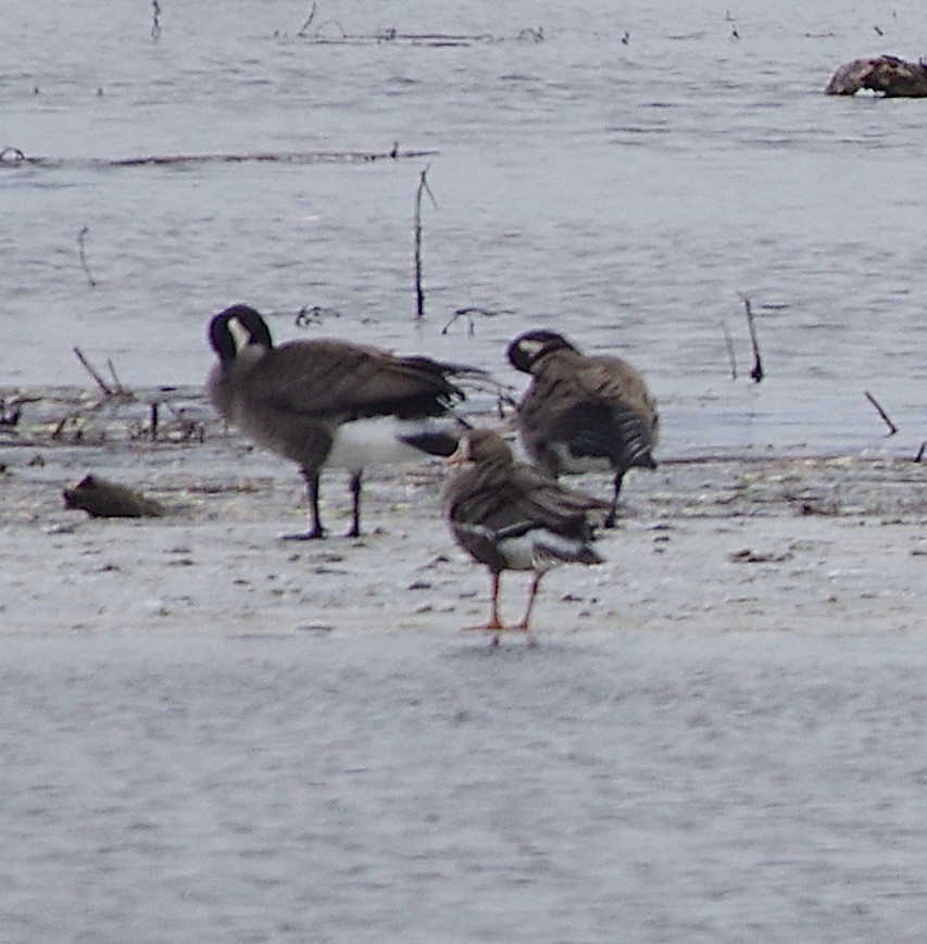Greater White-fronted Goose - ML537052521