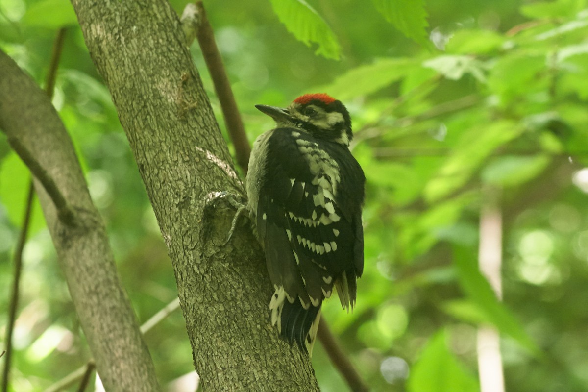 Great Spotted Woodpecker - ML537057791