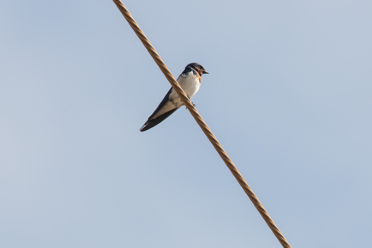 Red-chested Swallow - ML537059181