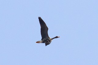 Greater White-fronted Goose (Western), ML537068731