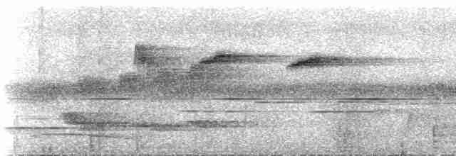 Ak Karınlı Tepeli Sinekkapan (albiventris) - ML537069