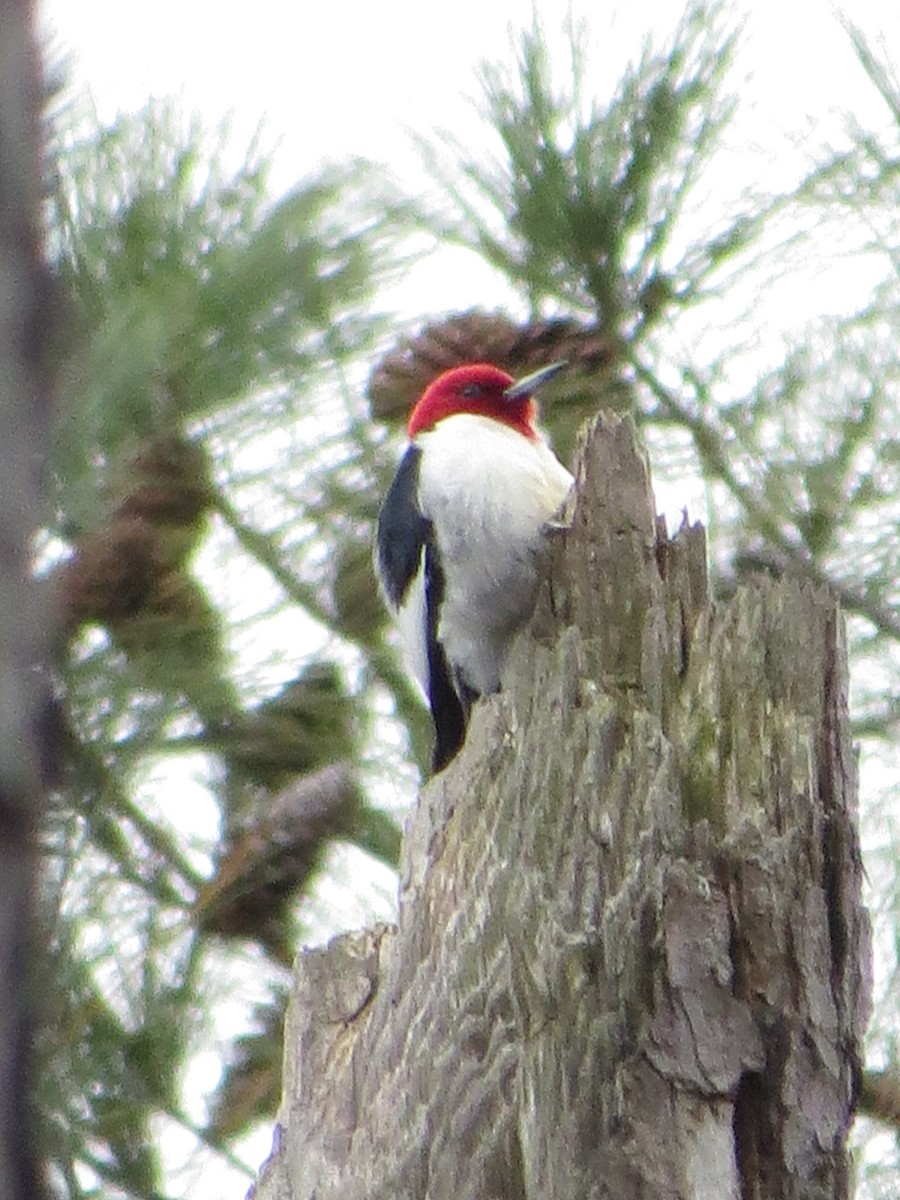 Red-headed Woodpecker - ML537072061