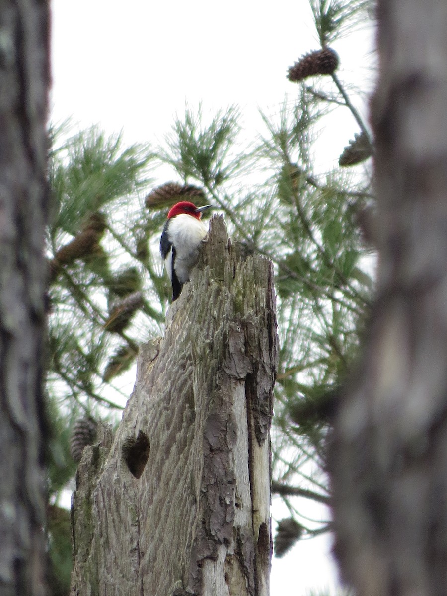 Red-headed Woodpecker - ML537072071