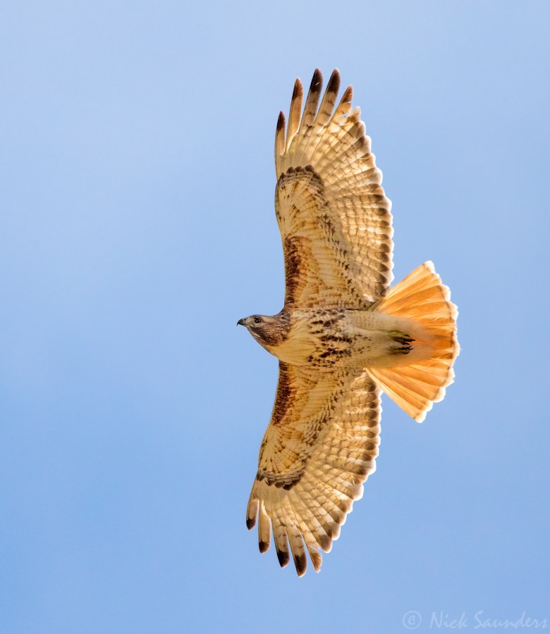 Red-tailed Hawk - ML53707681