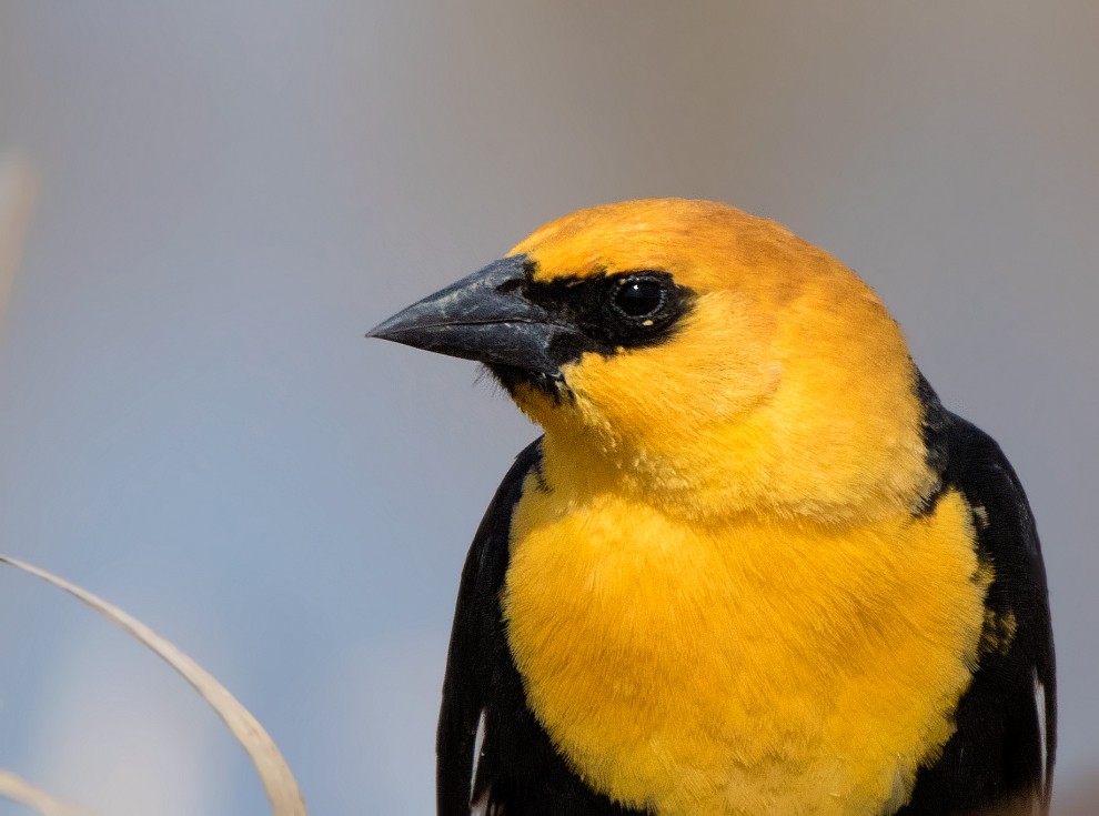 Yellow-headed Blackbird - ML53707851