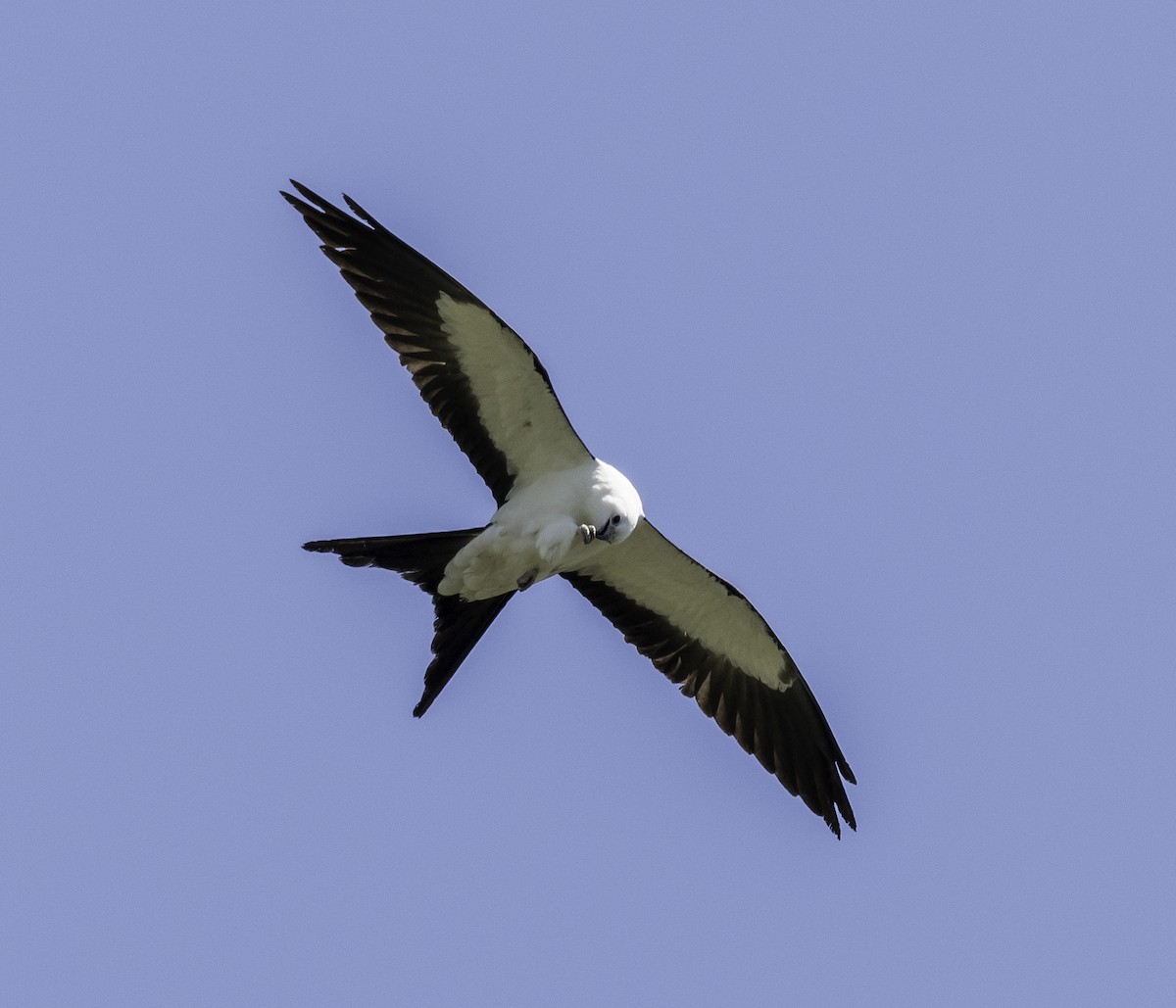 Swallow-tailed Kite - ML53708281