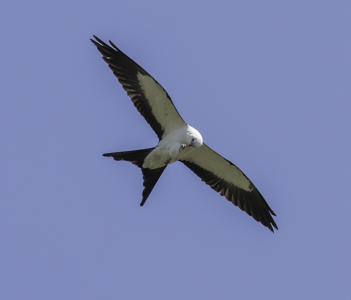 Swallow-tailed Kite - ML53708301