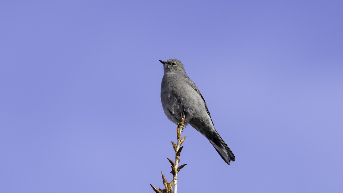 Townsend's Solitaire - Keith Dickey