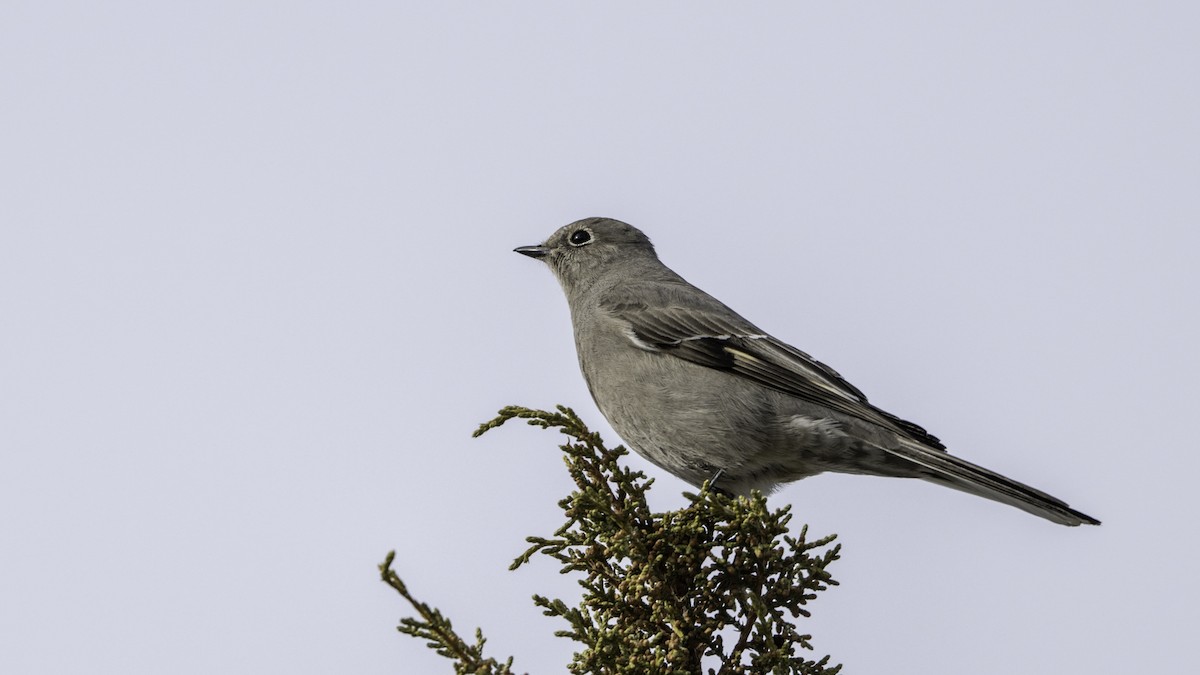 Townsend's Solitaire - Keith Dickey