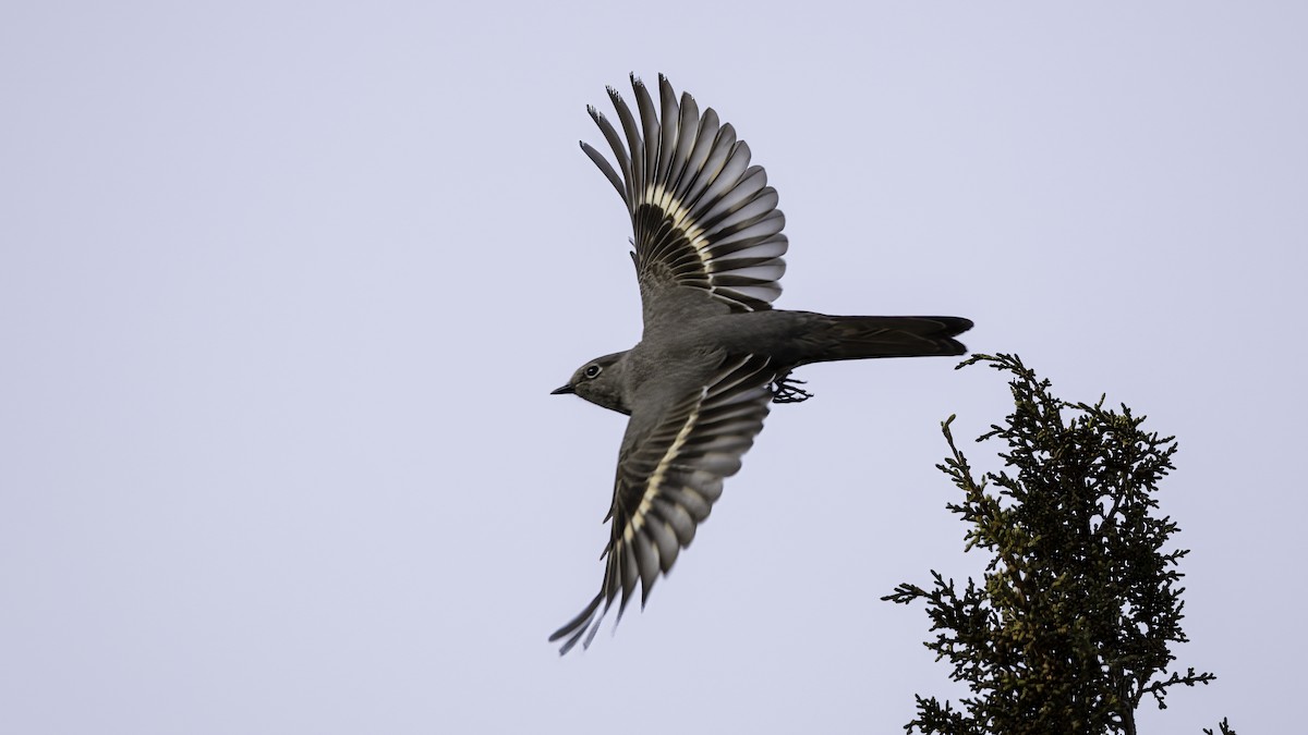 Townsend's Solitaire - ML537094241