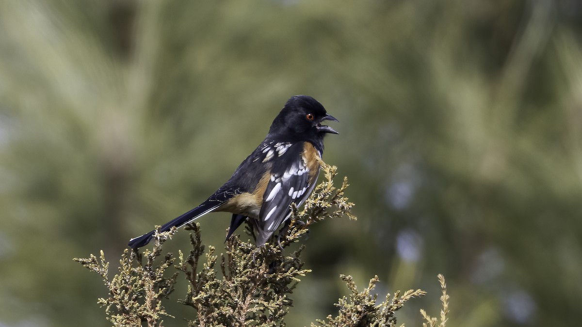 Spotted Towhee - ML537094531