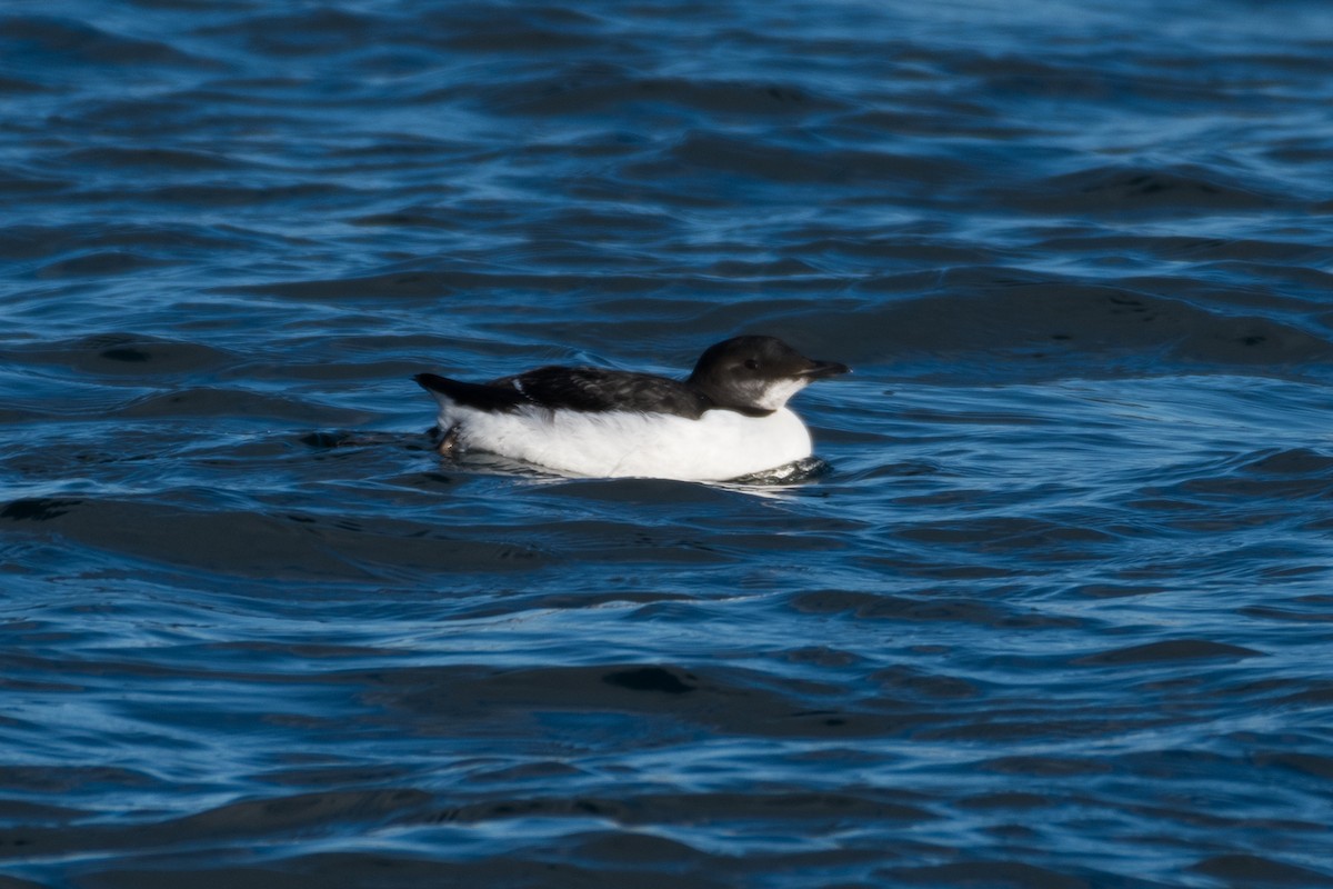 Thick-billed Murre - ML537095211