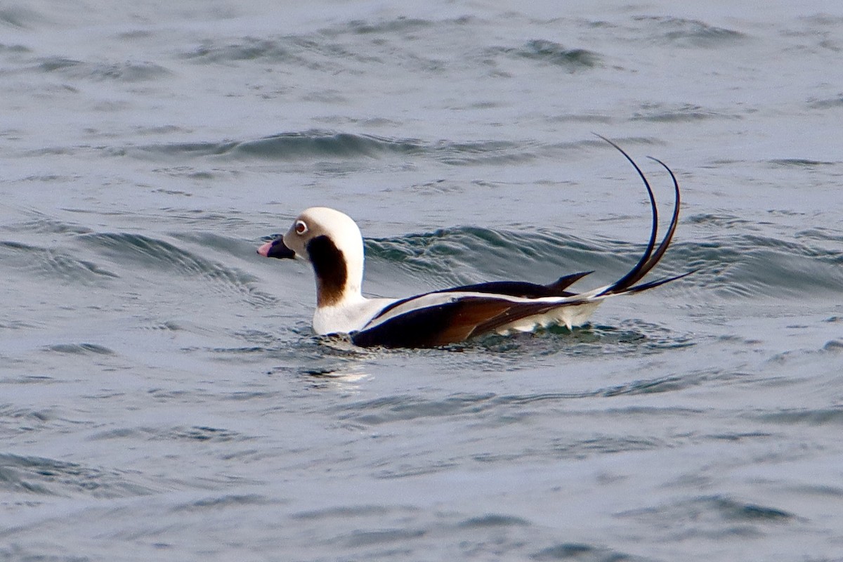 Long-tailed Duck - ML537095271