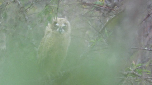 Striped Owl - ML537097361