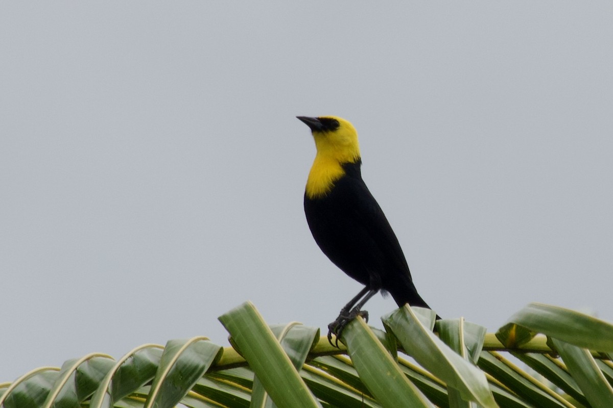 Yellow-hooded Blackbird - ML537098701