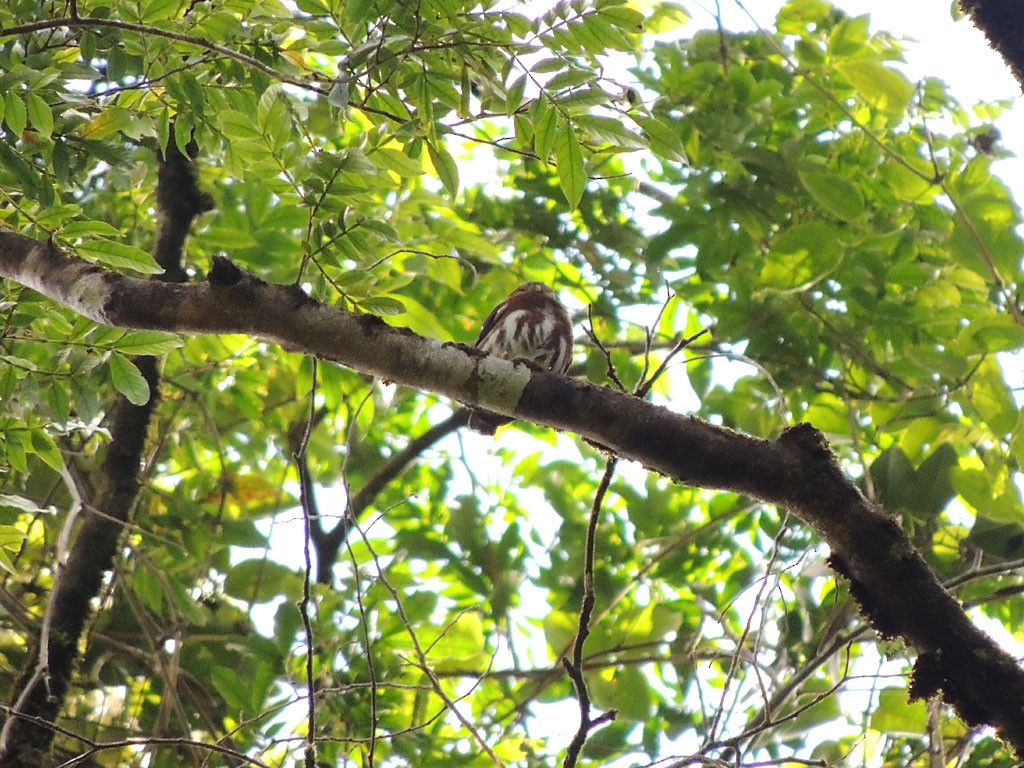 Central American Pygmy-Owl - Richard Garrigues
