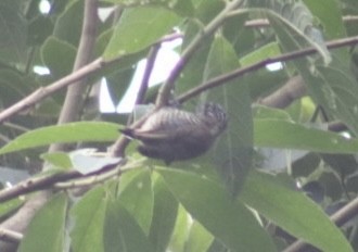 White-barred Piculet - ML537108301
