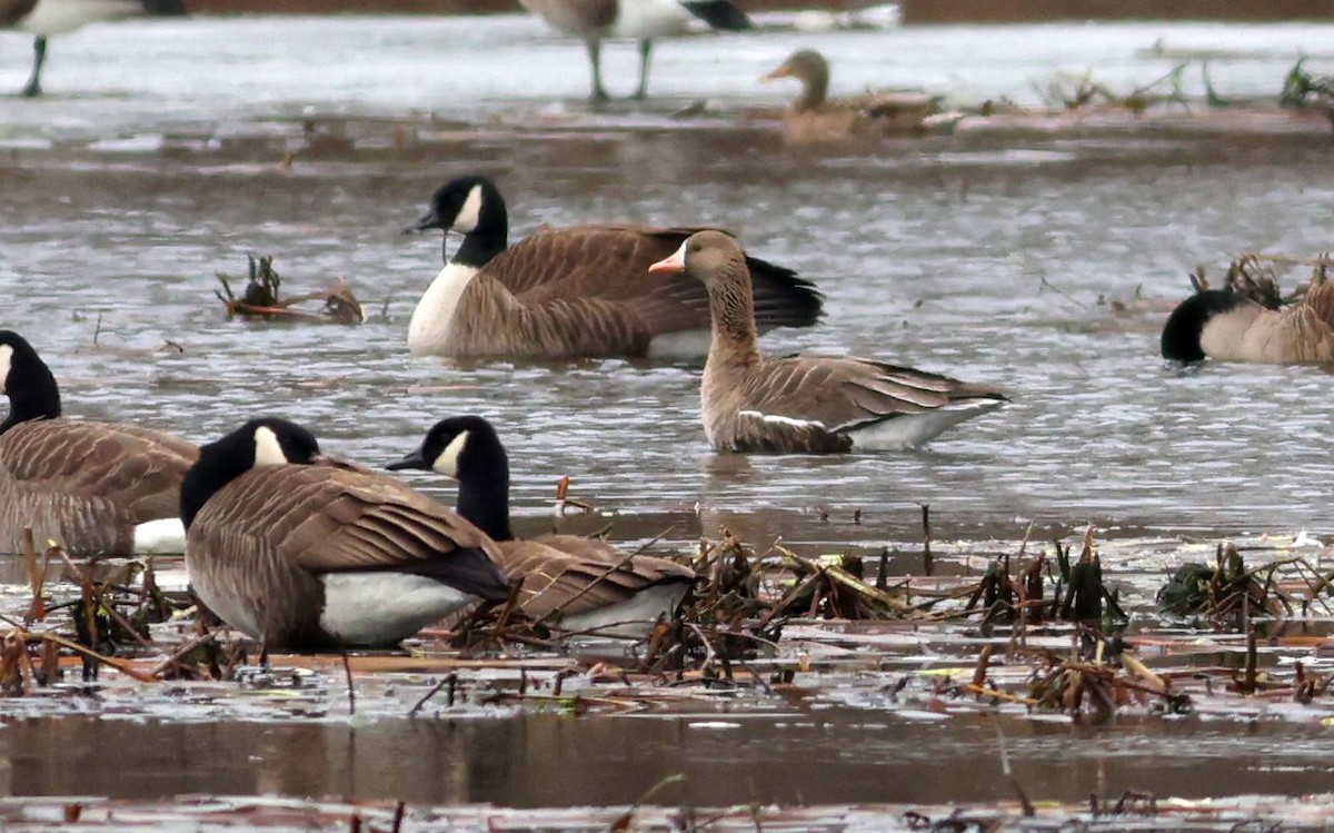 Greater White-fronted Goose - ML537108741