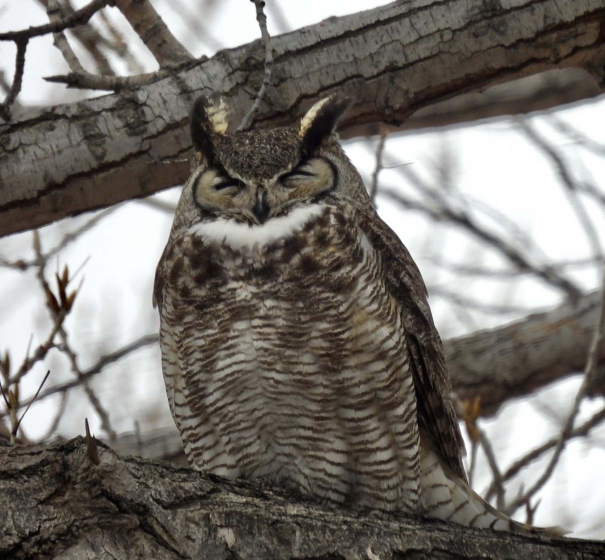 Great Horned Owl - ML537111831
