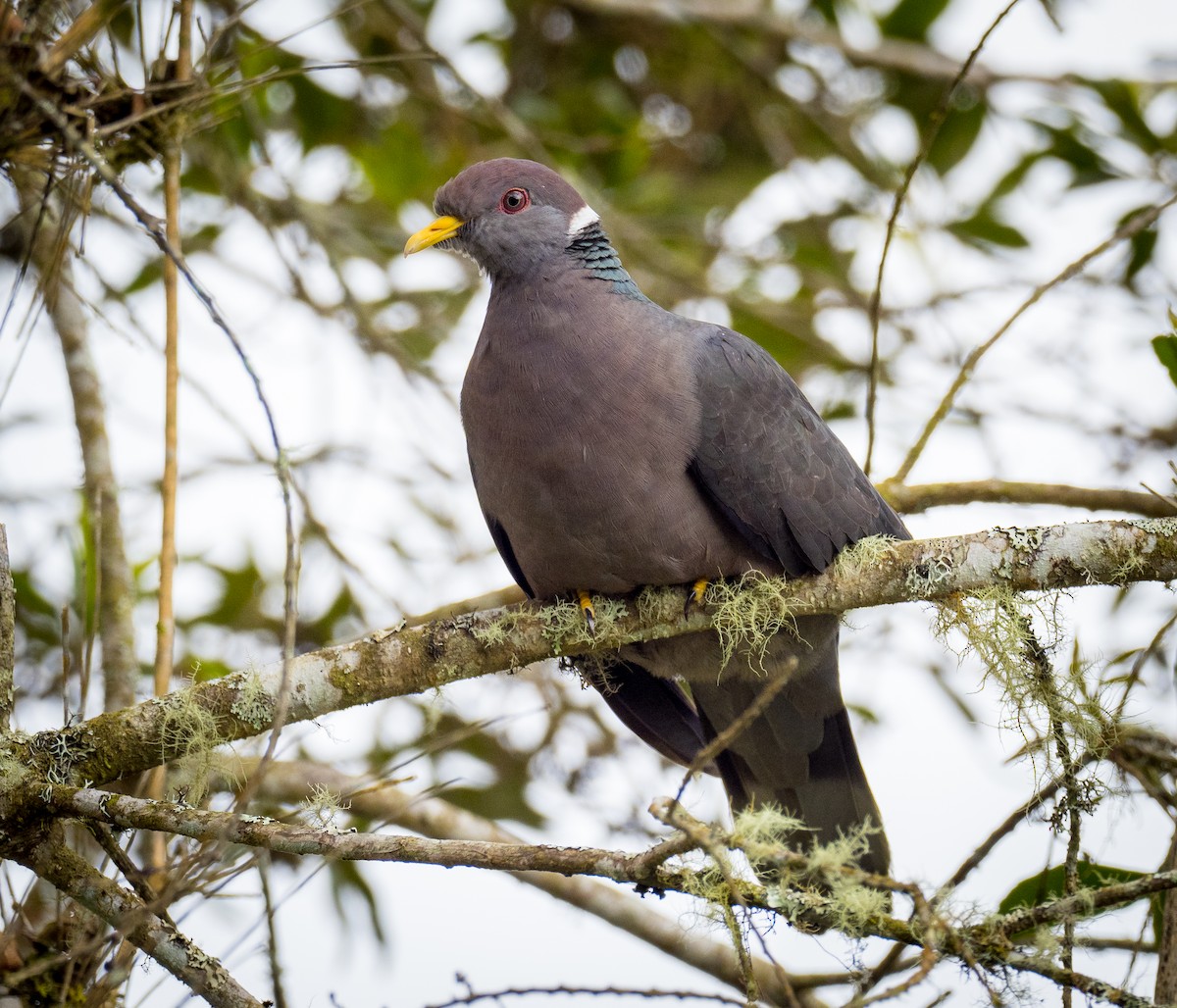 Band-tailed Pigeon - ML537119611