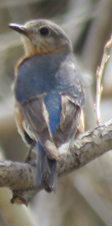Eastern Bluebird - ML53712011