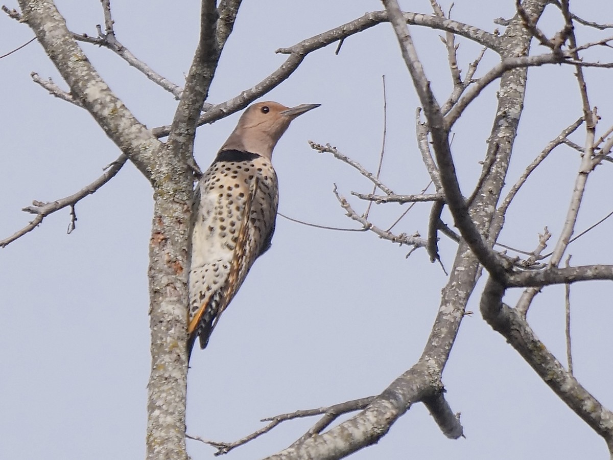 Northern Flicker (Yellow-shafted) - ML537120321