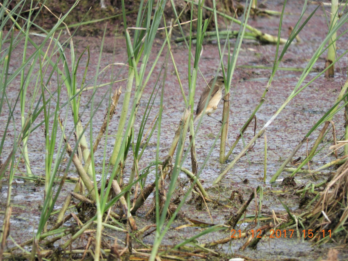 Australian Reed Warbler - ML537123131