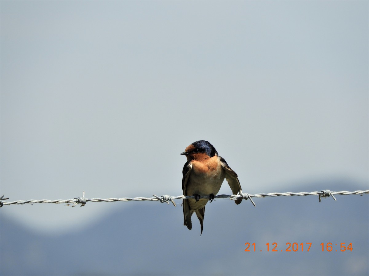 Welcome Swallow - ML537125621