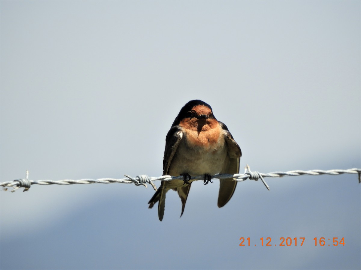 Welcome Swallow - ML537125641