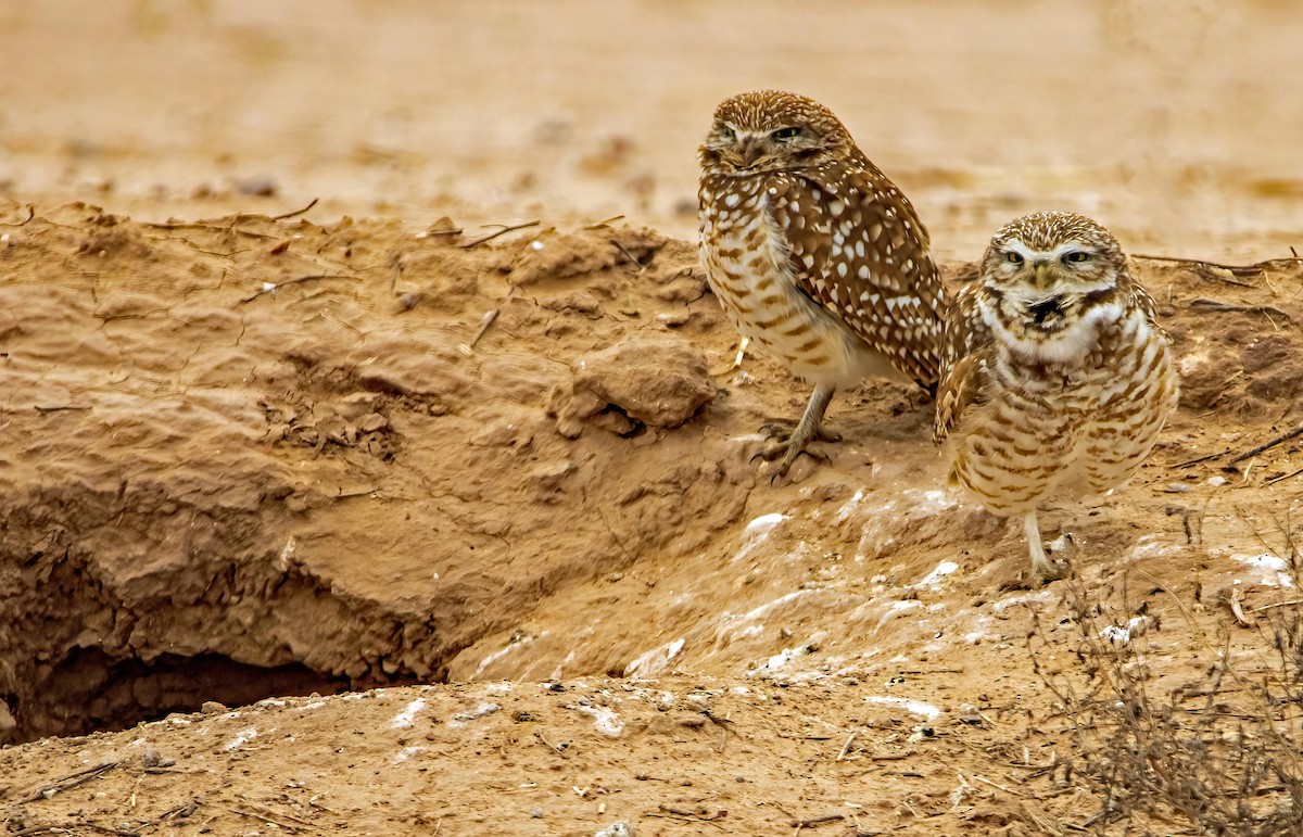 Burrowing Owl - Renee Frederick
