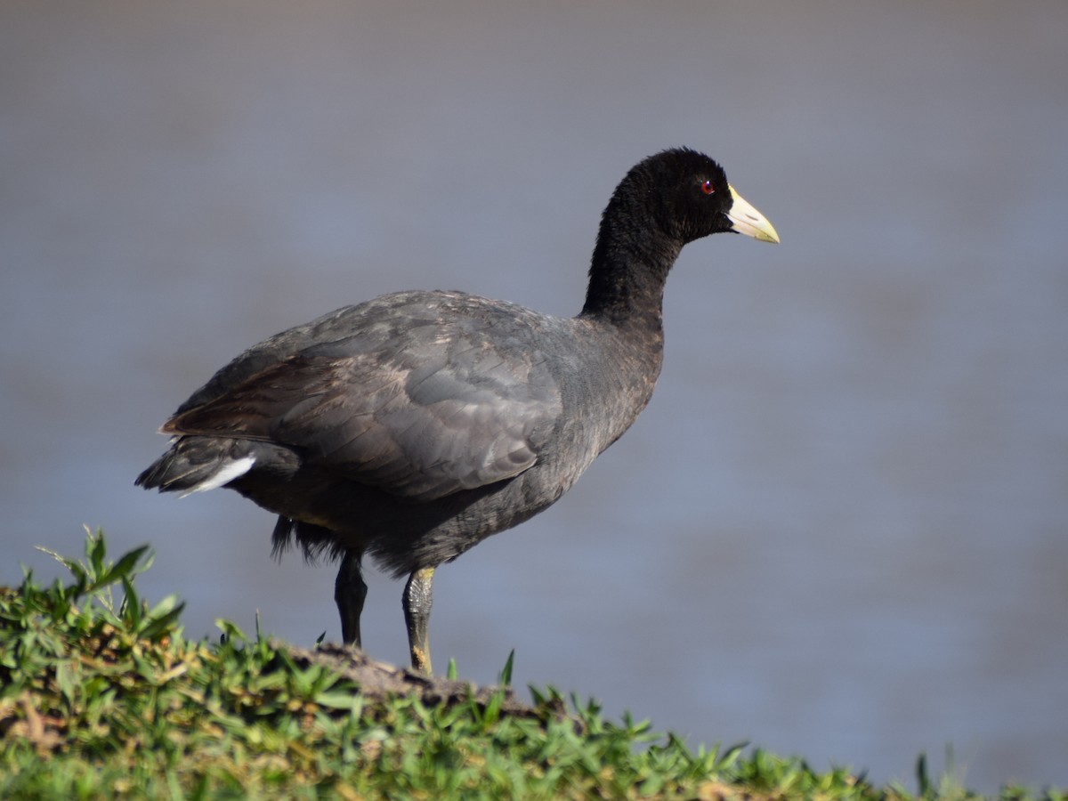 White-winged Coot - ML537130381