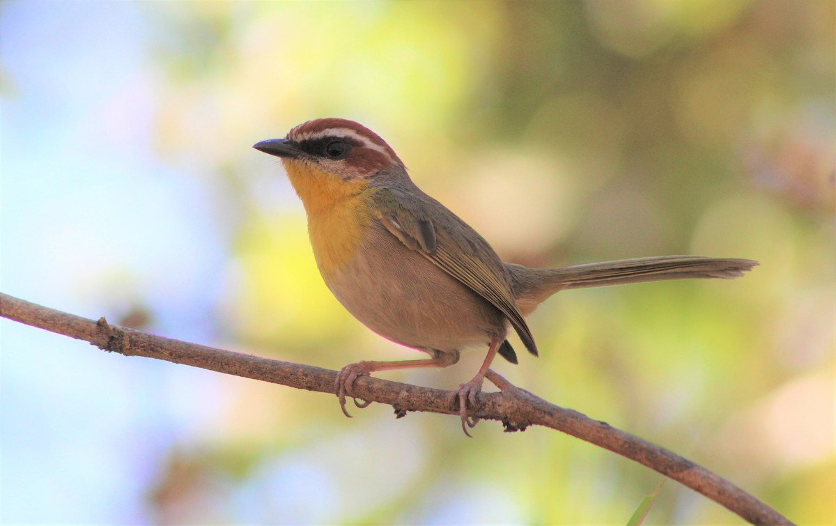 Rufous-capped Warbler - ML537133961