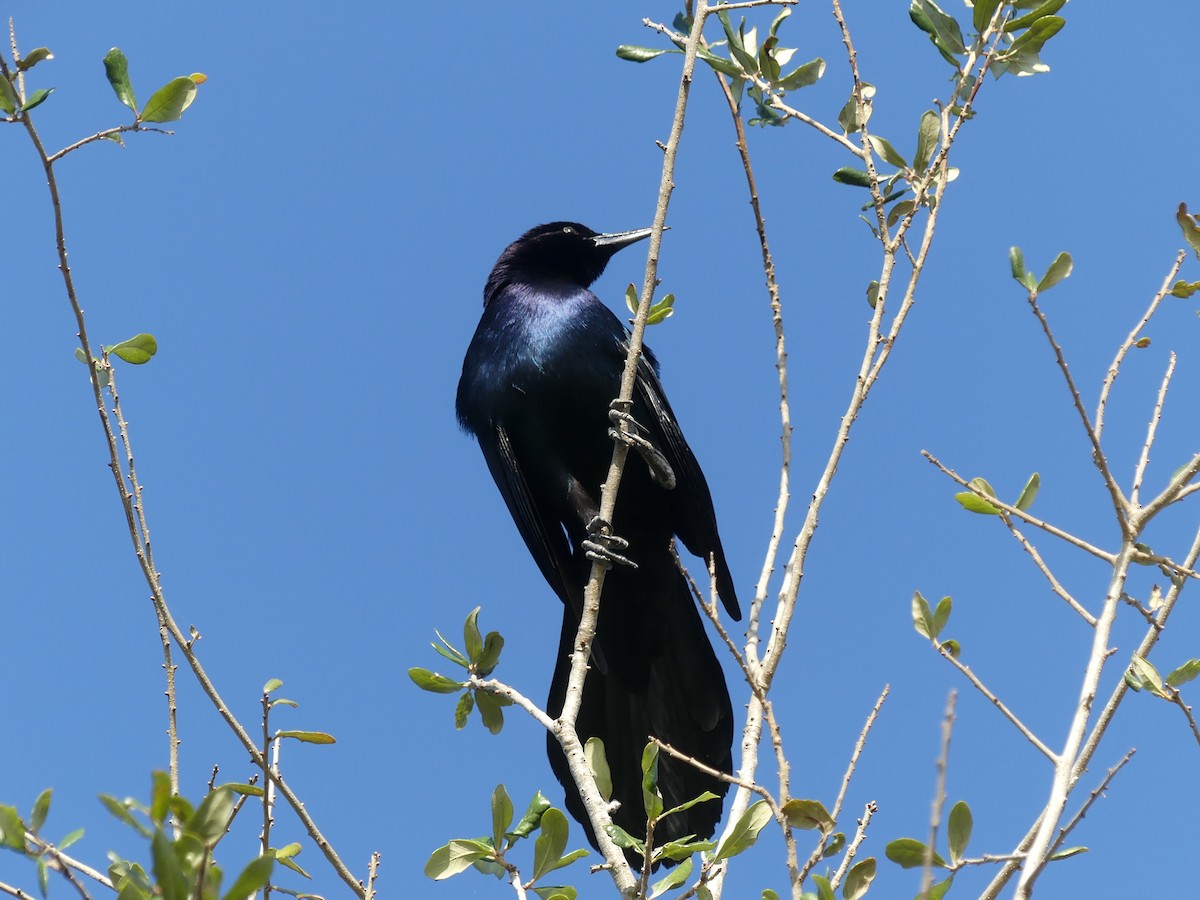 Boat-tailed Grackle - ML537135551