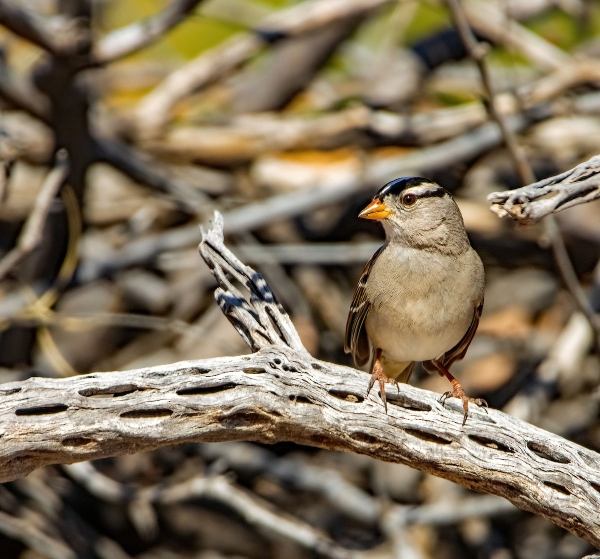 White-crowned Sparrow - Renee Frederick