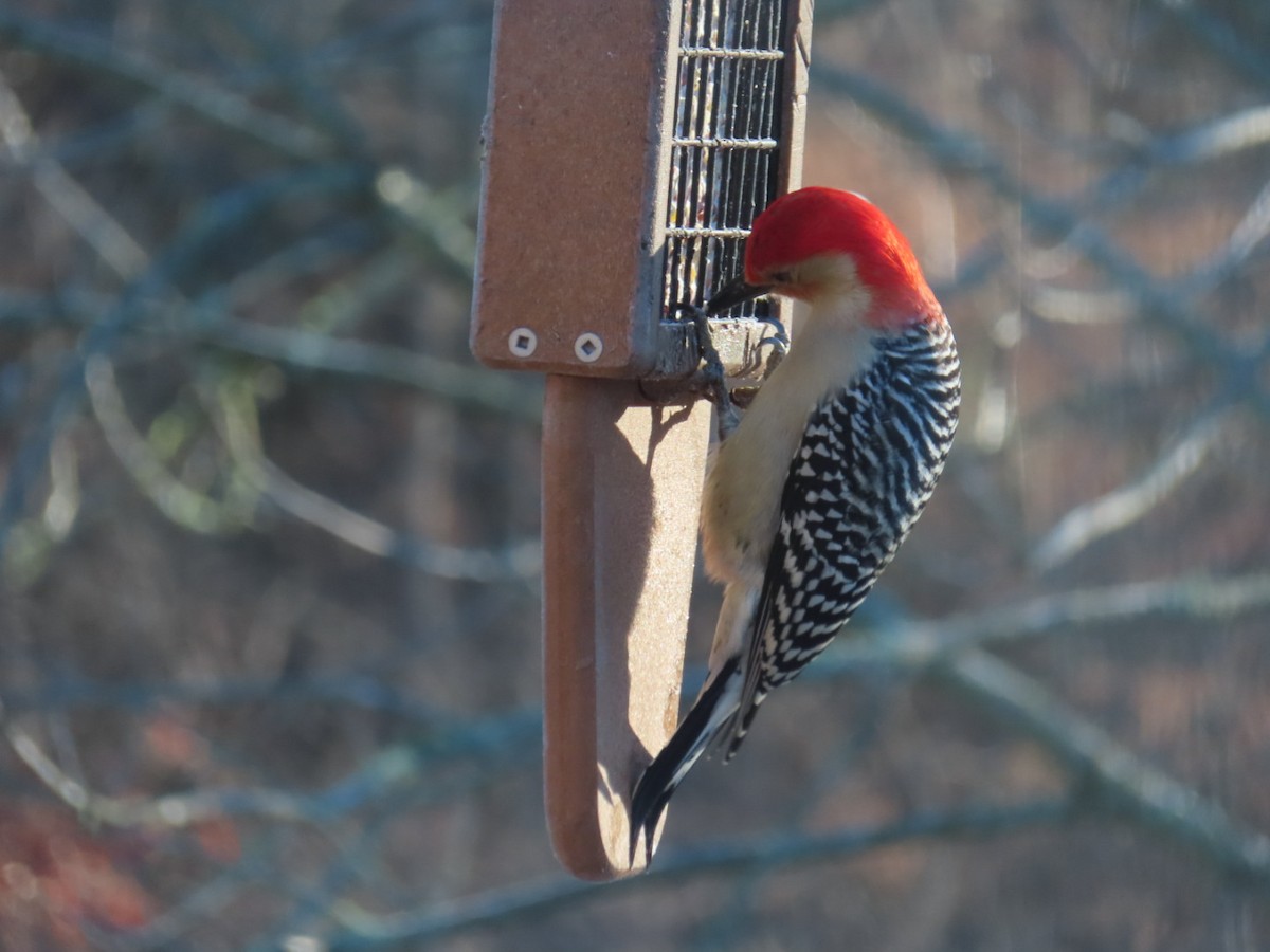 Red-bellied Woodpecker - ML537138751
