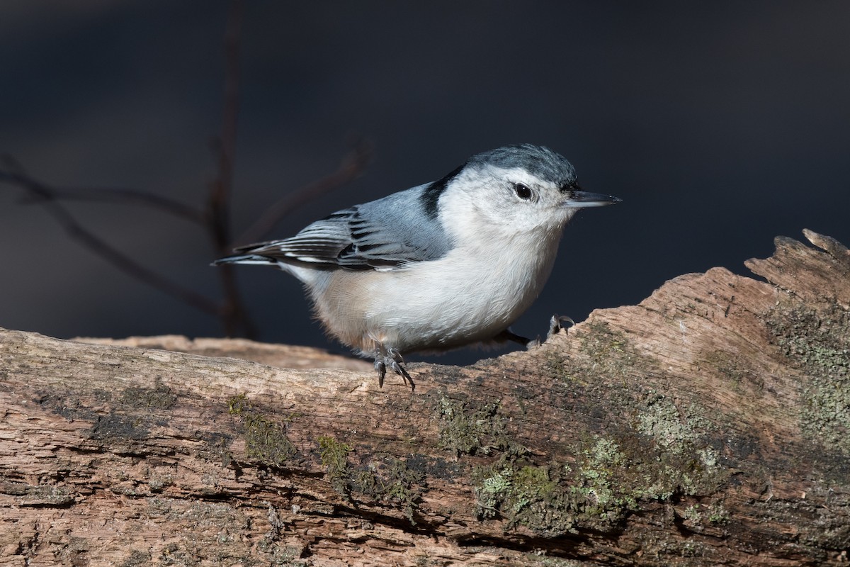 White-breasted Nuthatch - ML537139291