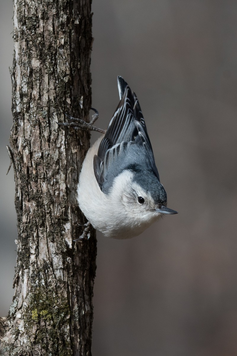 White-breasted Nuthatch - ML537139471