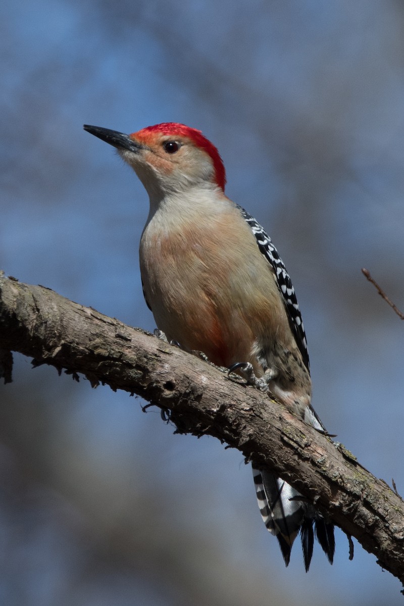 Red-bellied Woodpecker - ML537139681
