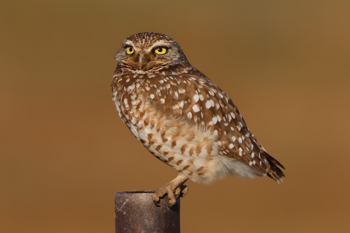 Burrowing Owl - ML537140431