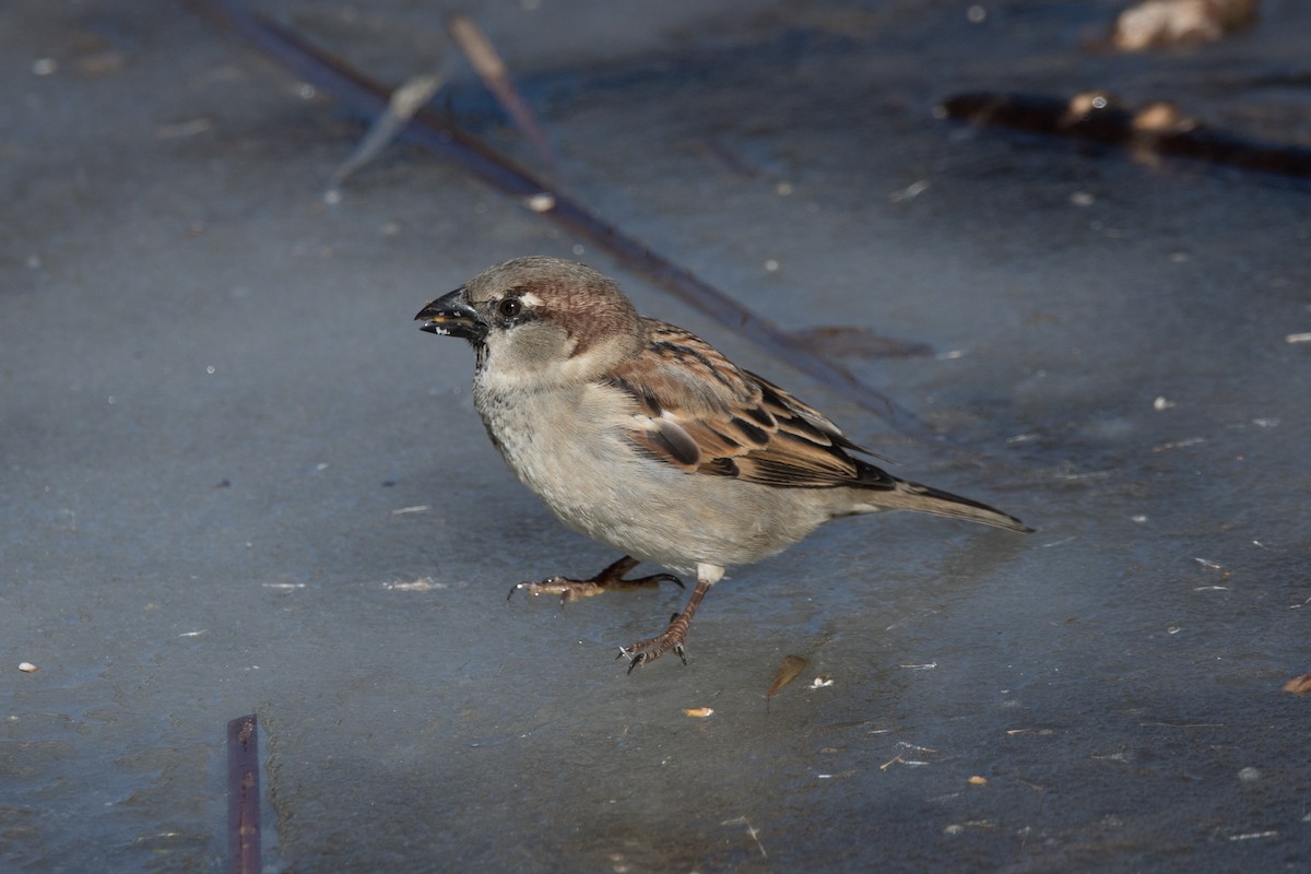 House Sparrow - ML537141081